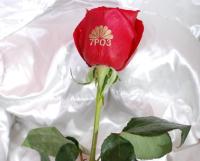 Доставка цветов: 7 роз